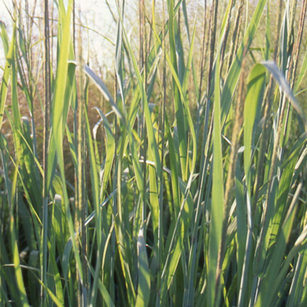 Vingergras 'Dallas Blue' - Panicum virgatum dallas blues - Heesters en vaste planten