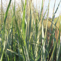 Vingergras 'Dallas Blue' - Panicum virgatum dallas blues - Siergrassen