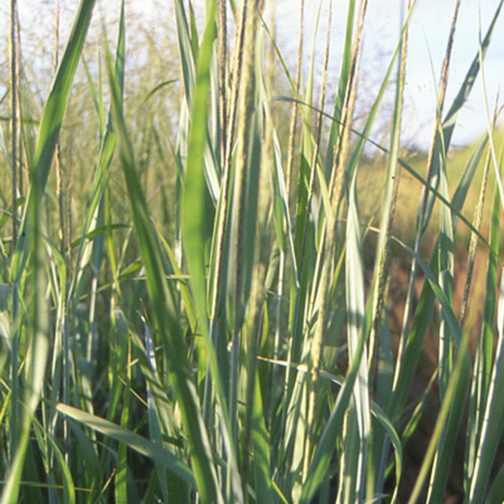 Vingergras 'Dallas Blue' - Panicum virgatum dallas blues - Siergrassen