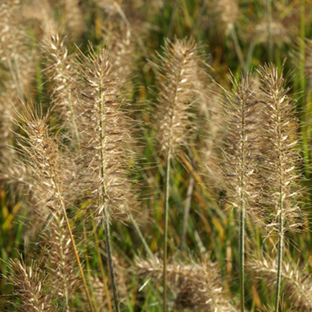 Pennisetum alopecuroides Little Bunny - Lampenpoetsersgras 'Little Bunny' - Pennisetum