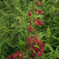 Slangekop 'Black Bird' - Penstemon blackbird - Tuinplanten