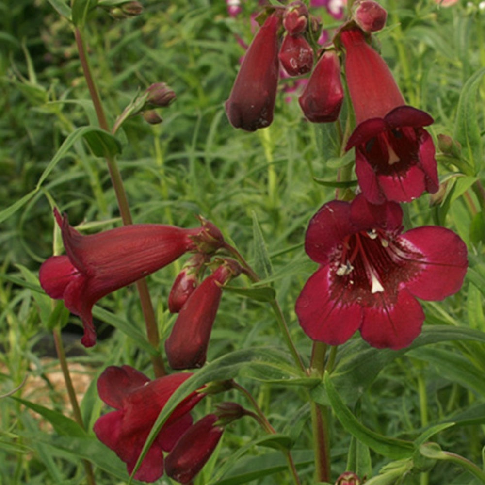 Slangekop 'Black Bird' - Penstemon blackbird - Heesters en vaste planten