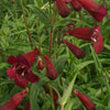 Slangekop 'Black Bird' - Penstemon blackbird - Vaste planten