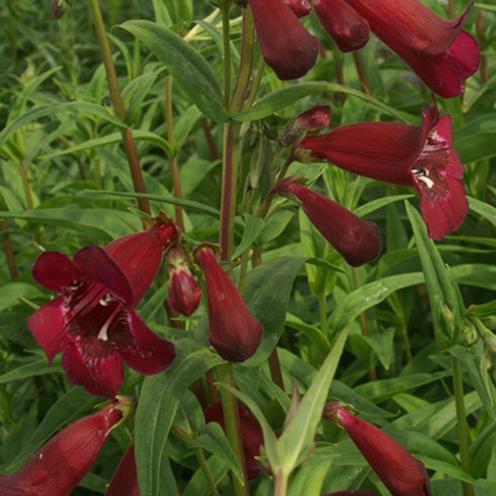 Penstemon