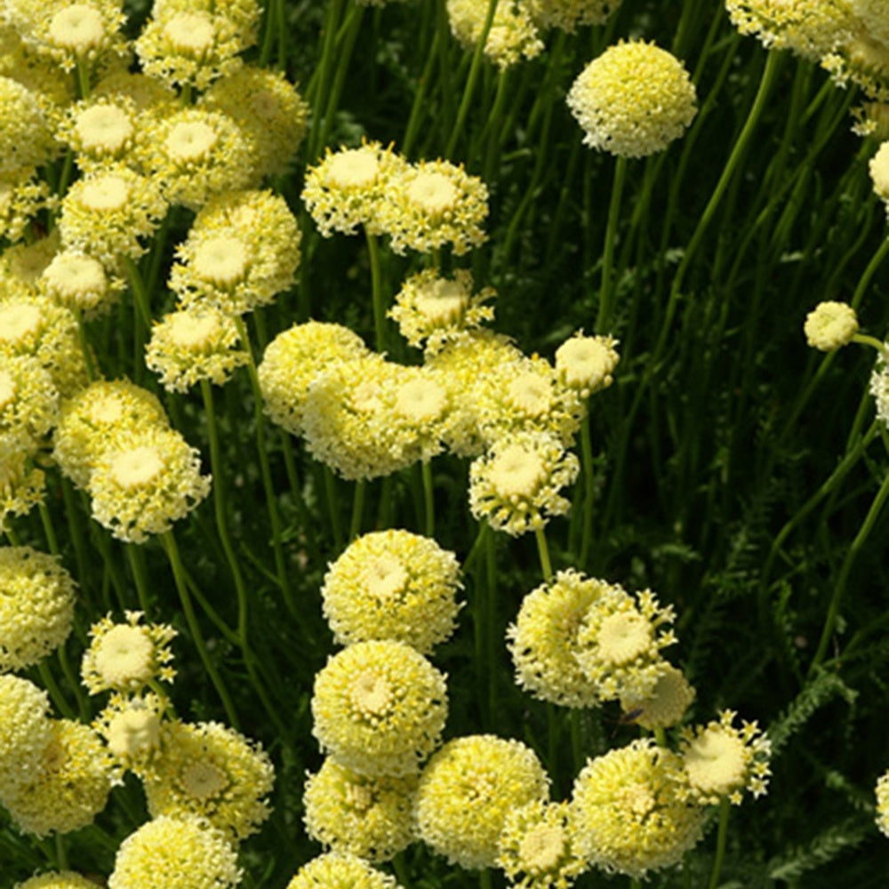 Heiligenbloem 'Lindavica' - Santolina chamaecyparissus lindavica - Bakker