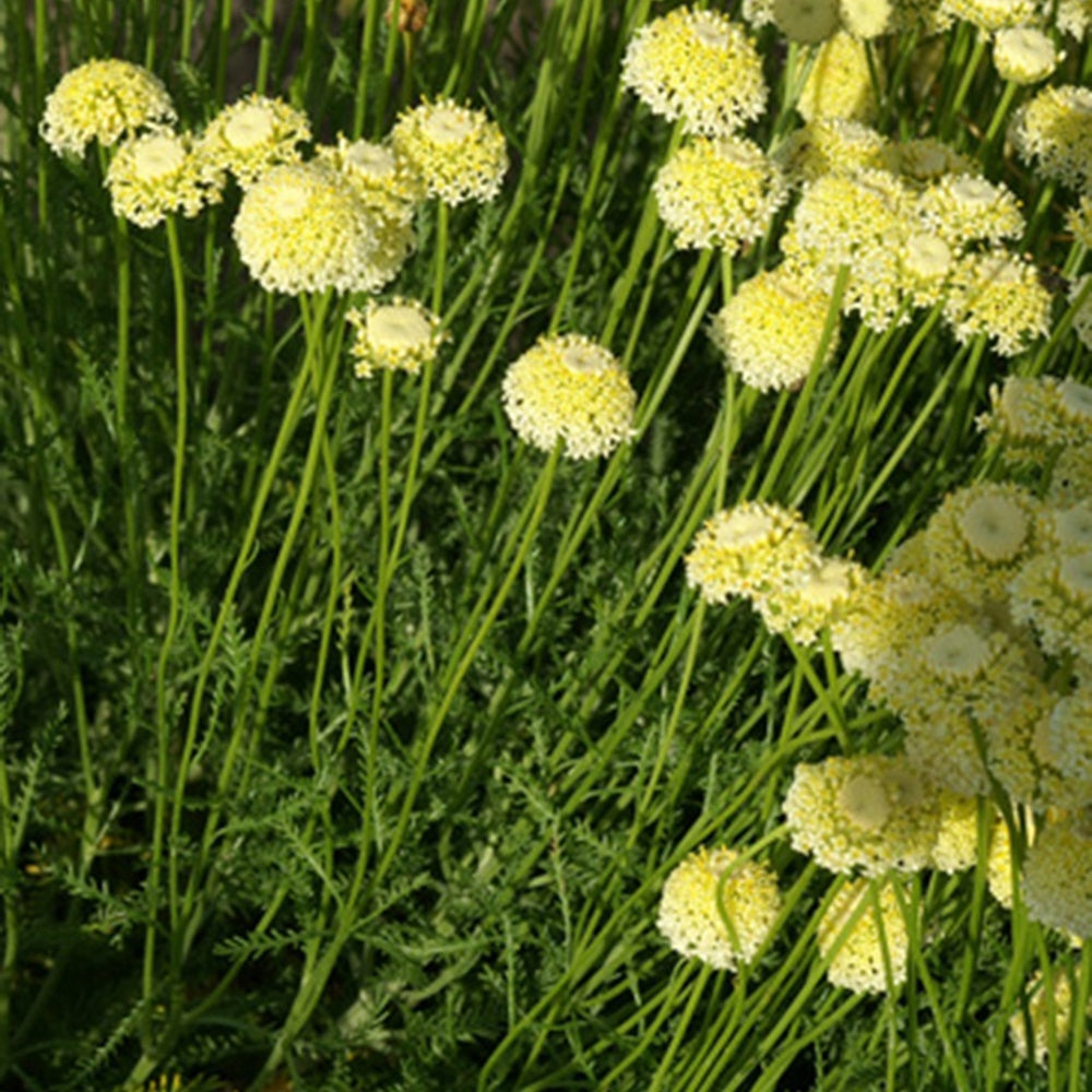 Santolina chamaecyparissus lindavica - Heiligenbloem 'Lindavica' - Vaste planten