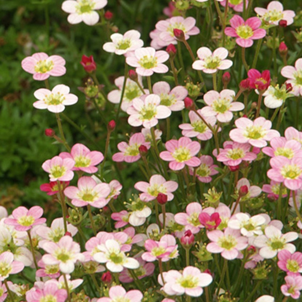 Steenbreek 'Wares Crimson' - Saxifraga arendsii Ware's Crimson - Bakker