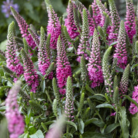 Ereprijs 'Bubblegum Candle's '® - Veronica spicata bubblegum candle's ® - Heesters en vaste planten