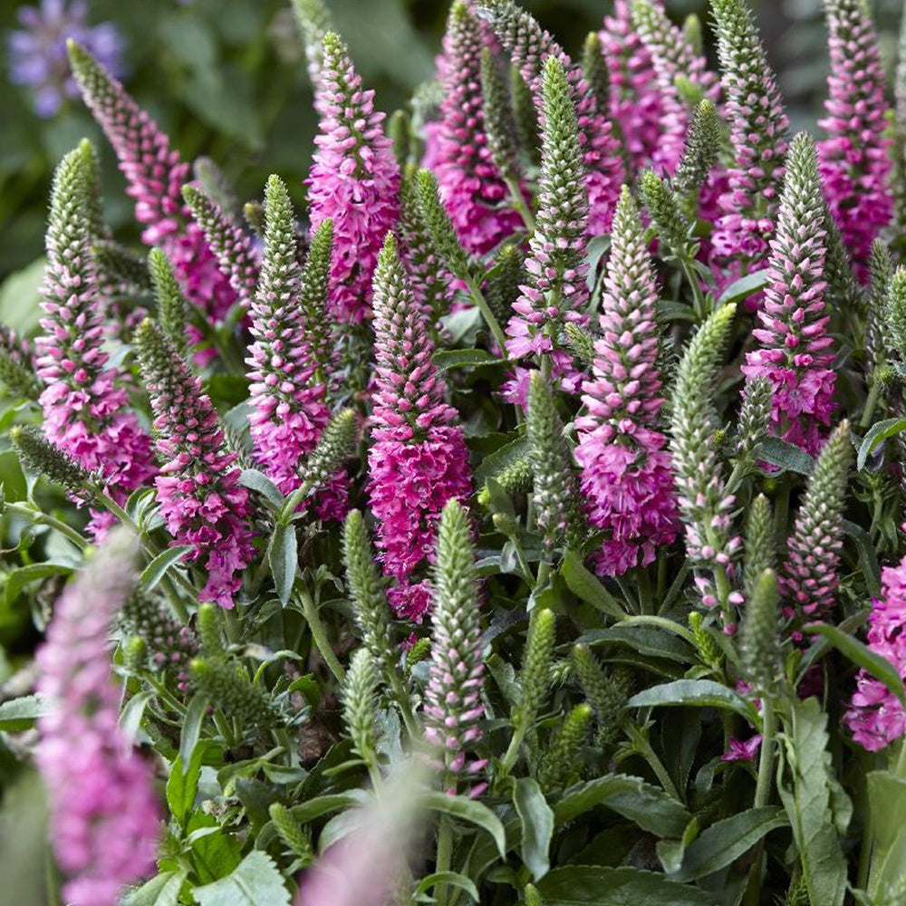 Ereprijs 'Bubblegum Candle's '® - Veronica spicata bubblegum candle's ® - Bakker