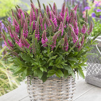 Ereprijs 'Bubblegum Candle's '® - Veronica spicata bubblegum candle's ® - Vaste planten