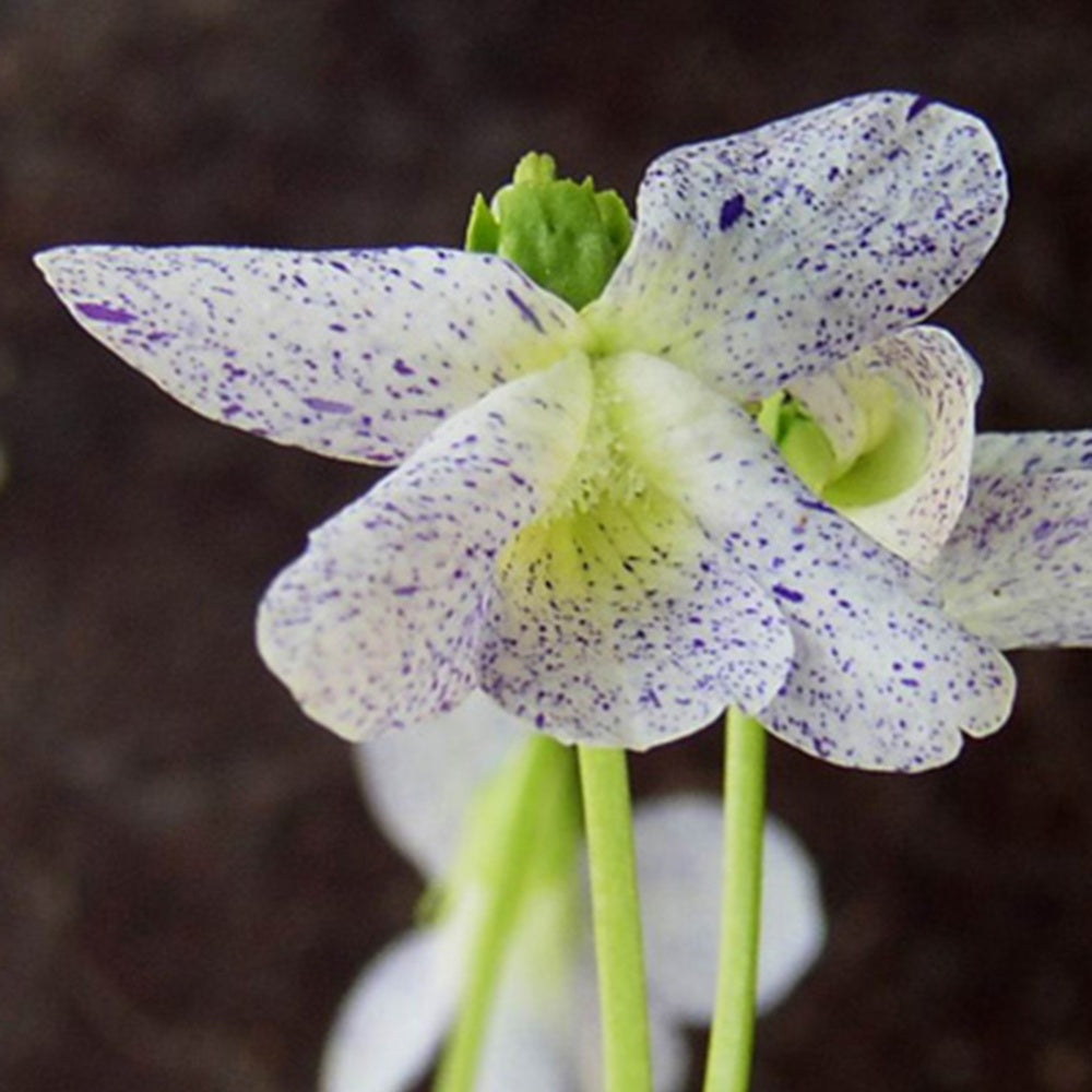 Viooltje 'Freckles' - Viola sororia freckles - Vaste planten