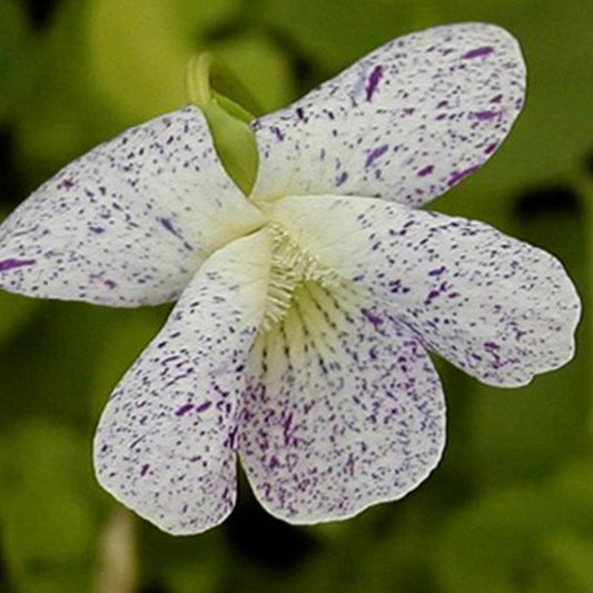 Viooltje 'Freckles' - Viola sororia freckles - Bloeiende vaste tuinplanten