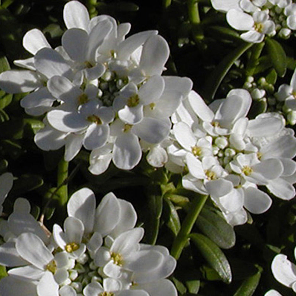 Verkoop Scheefkelk 'Snowflake' - Iberis sempervirens 'snowflake'