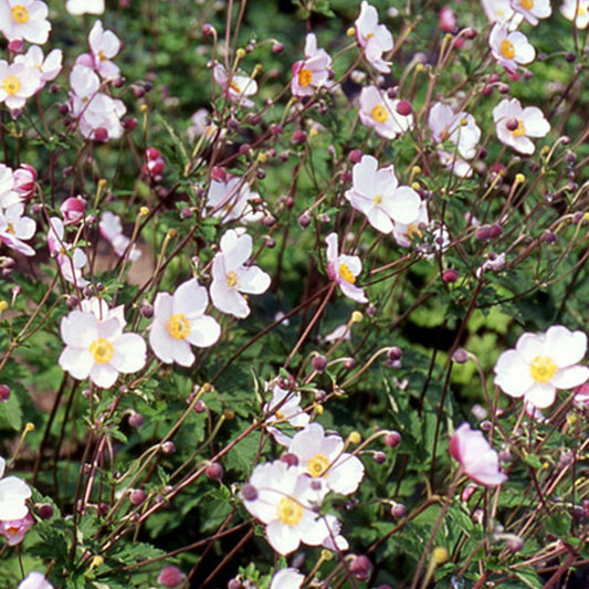 Herfstanemoon 'Robustissima' - Anemone tomentosa 'robustissima' - Vaste planten