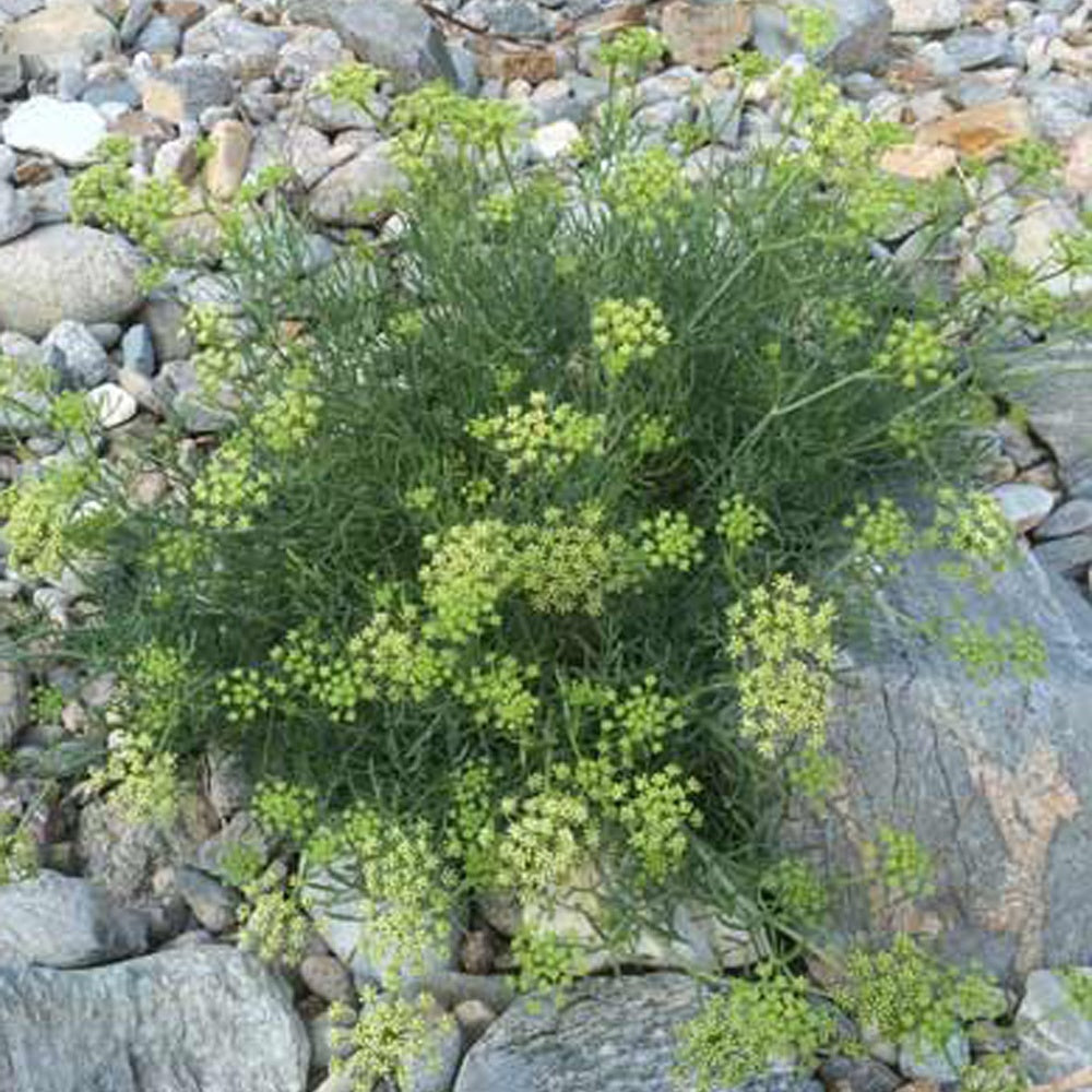 Zeevenkel - Crithmum maritimum - Heesters en vaste planten