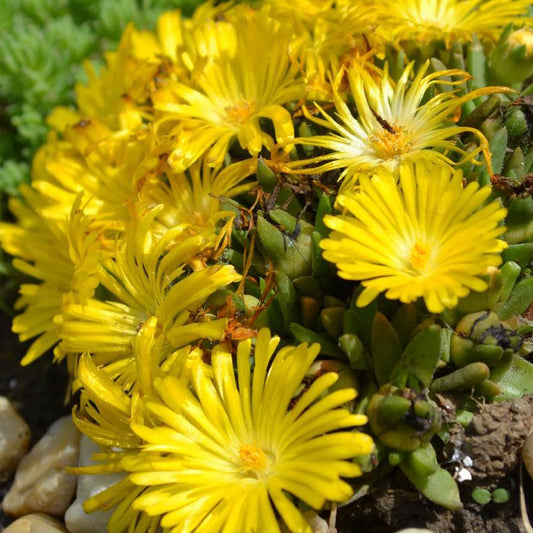 IJsbloem - Delosperma congestum - Tuinplanten