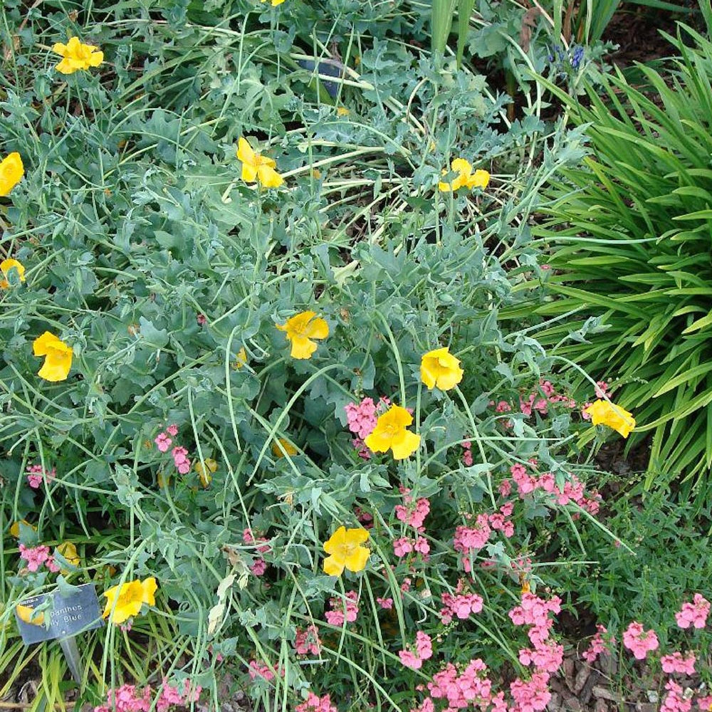 Glaucium flavum - Gele hoornpapaver - Vaste planten