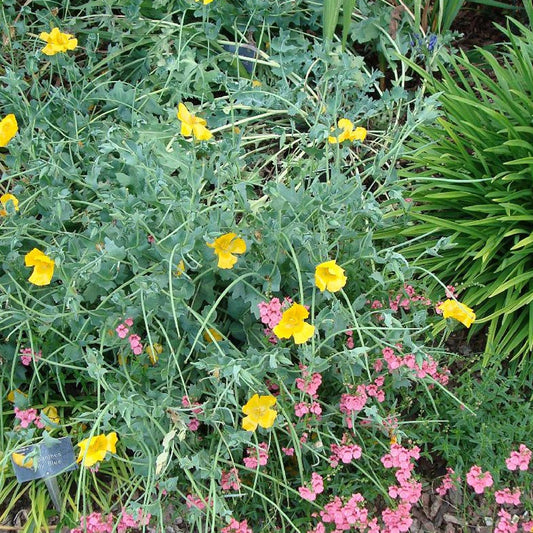 Gele hoornpapaver - Glaucium flavum - Tuinplanten