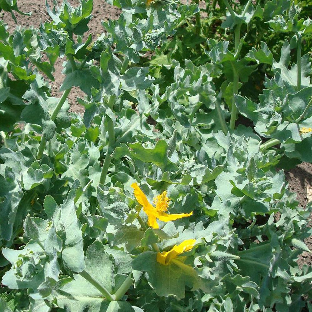 Verkoop Gele hoornpapaver - Glaucium flavum