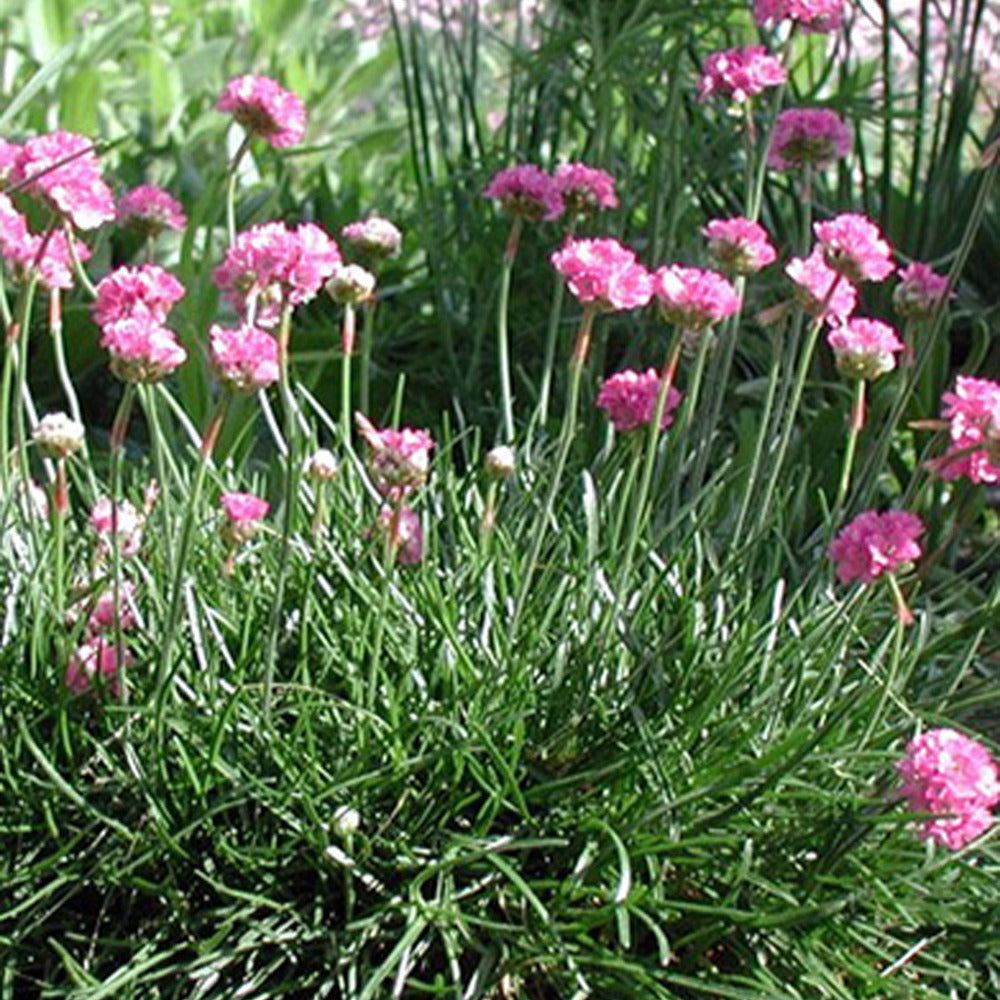 Engels gras 'Splendens' - Armeria maritima 'splendens' - Bakker