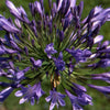 Afrikaanse lelie 'Donau' - Agapanthus donau - Tuinplanten