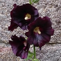 Stokroos 'Nigra' - Alcea rosea nigra - Tuinplanten