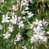 Prachtkaars 'Summer Breeze' - Gaura lindheimeri summer breeze - Tuinplanten