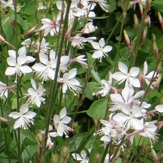 Prachtkaars 'Summer Breeze' - Bakker
