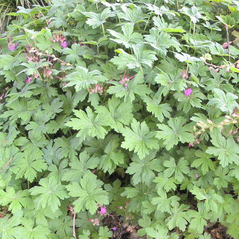 Geraniums - Rotsooievaarsbek - Geranium macrorrhizum