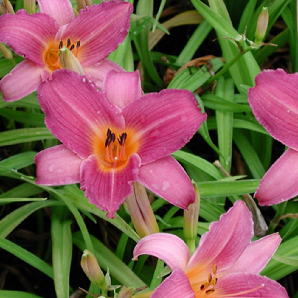 Daglelie 'Sugar Candy' - Hemerocallis sugar candy - Bakker