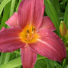 Daglelie 'Sugar Candy' - Hemerocallis sugar candy - Heesters en vaste planten