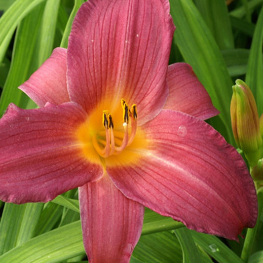 Daglelie 'Sugar Candy' - Hemerocallis sugar candy - Heesters en vaste planten