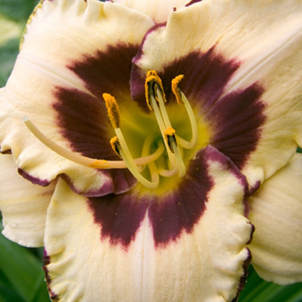 Daglelie 'Canadian Border Patrol' - Hemerocallis canadian border patrol - Tuinplanten