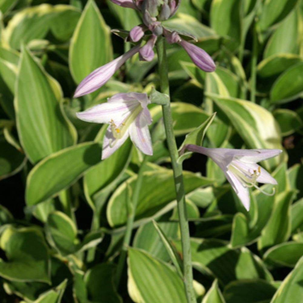 Hartlelie 'Normalis Funkia' - Hosta fortunei aureomarginata - Bakker