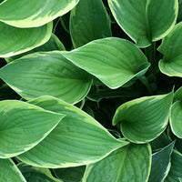 Hartlelie 'Normalis Funkia' - Hosta fortunei aureomarginata - Heesters en vaste planten