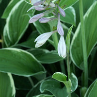 Hartlelie 'Francee' - Hosta hybride francee  -