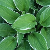 Hartlelie 'Francee' - Hosta hybride francee  -