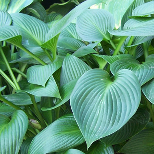 Hartlelie 'Devon Green' - Hosta devon green - Tuinplanten