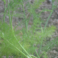 Venkel - Foeniculum vulgare - Moestuin