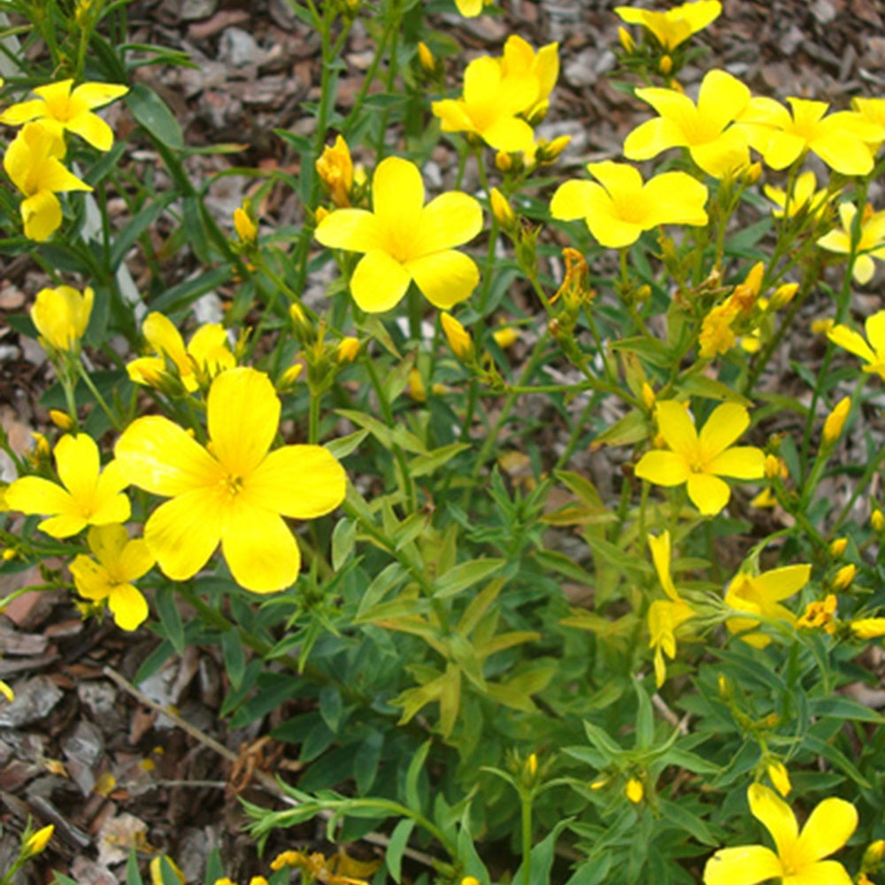 Geel vlas 'Compactum' - Linum flavum compactum - Tuinplanten