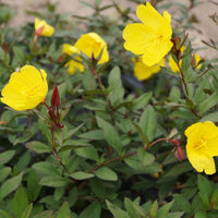 Teunisbloem 'Sonnewende' - Oenothera fruticosa sonnenwende - Tuinplanten