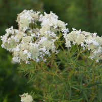 Bergmunt - Psycnanthemum flexuosum - Heesters en vaste planten