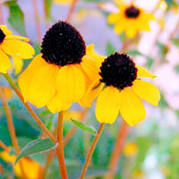 Rudbeckia - Zonnehoed tribola - Rudbeckia  triloba