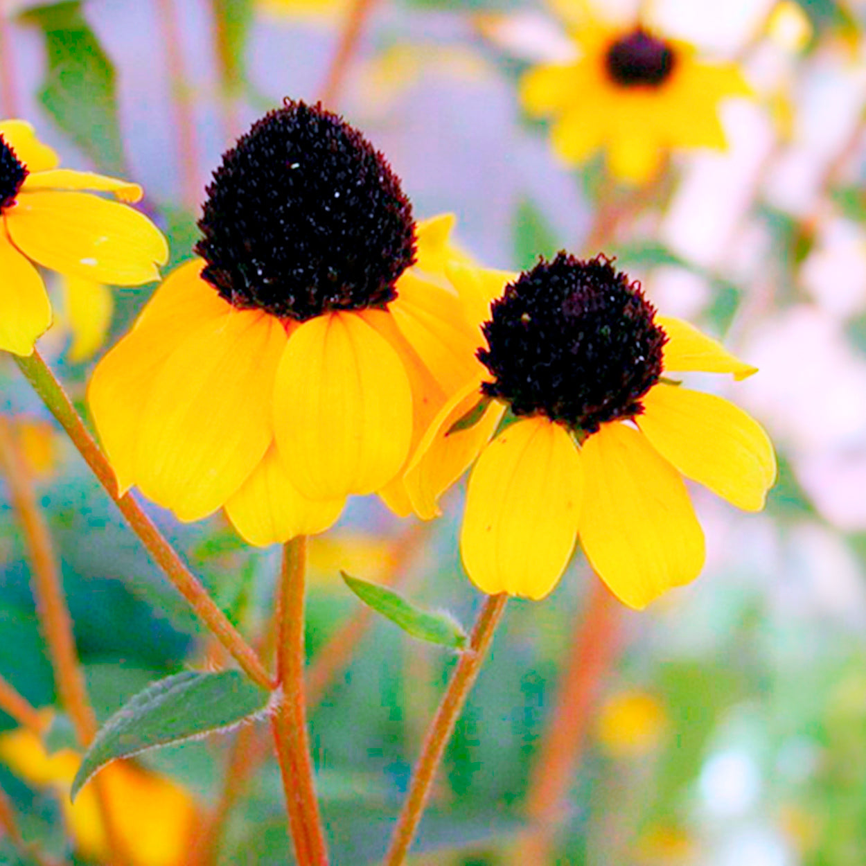 Rudbeckia - Zonnehoed tribola - Rudbeckia  triloba