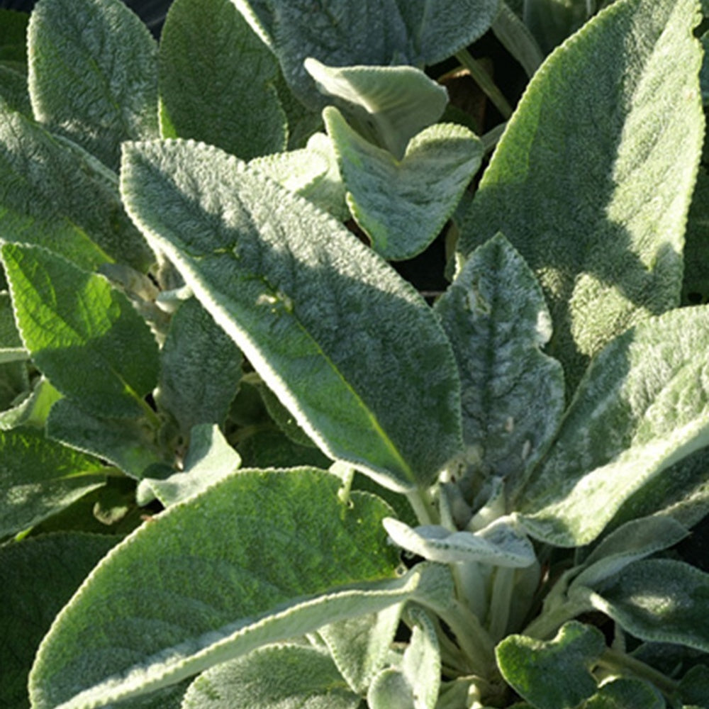 Stachys byzantina Cotton Boll - Exelsoor 'Cotton Boll' - Vaste planten