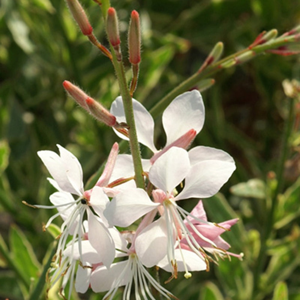 Prachtkaars Corrie's Gold - Gaura lindheimeri corrie's gold - Heesters en vaste planten