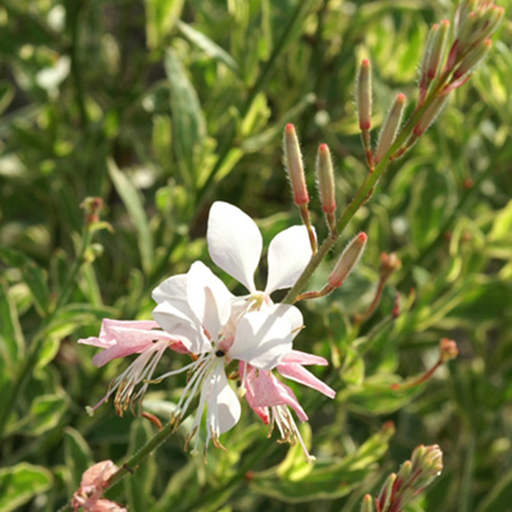 Prachtkaars Corrie's Gold - Gaura lindheimeri Corrie's Gold - Bakker