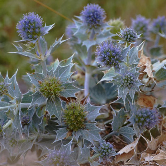 Blauwe zeedistel - Eryngium maritimum - Heesters en vaste planten