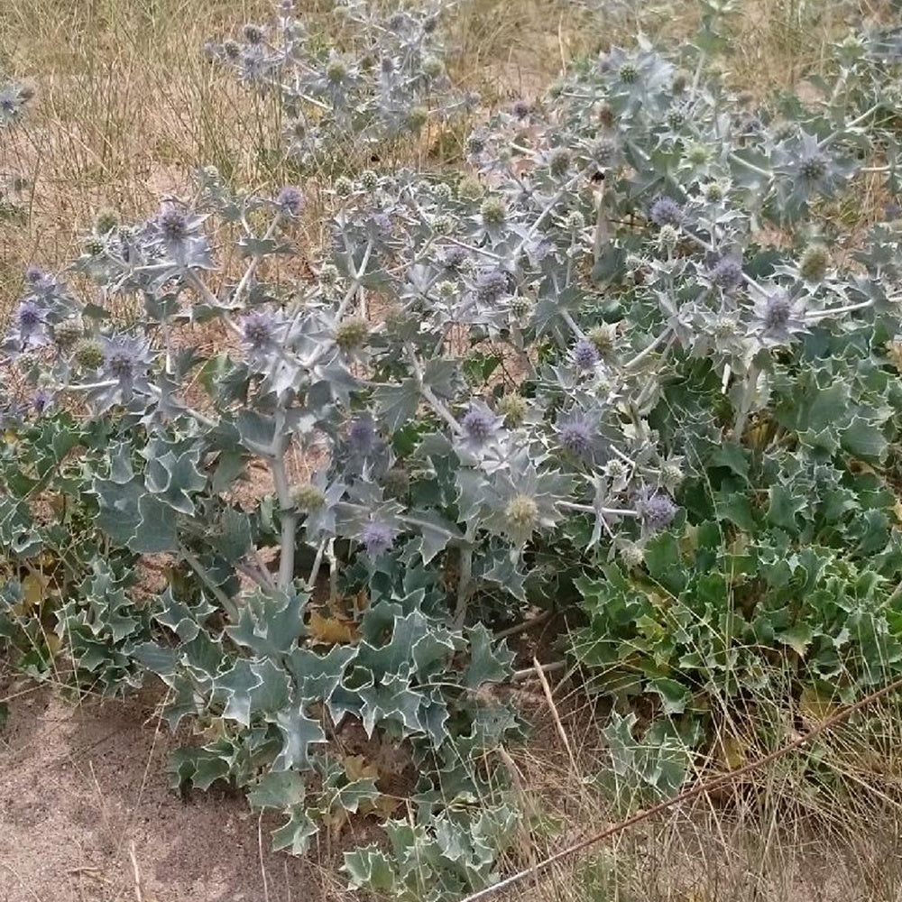 Eryngium maritimum - Blauwe zeedistel - Kruisdistel