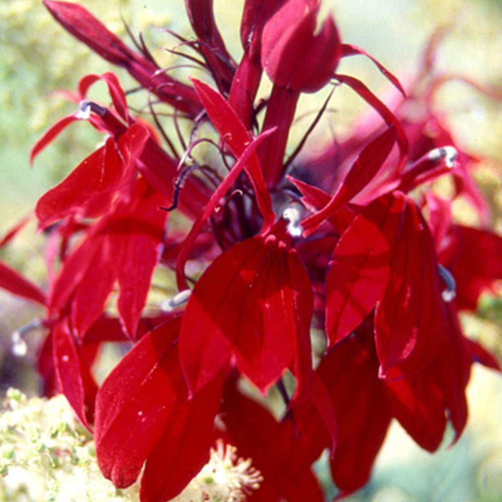 Lobelia 'Russian Princess' - Lobelia speciosa russian princess - Bakker